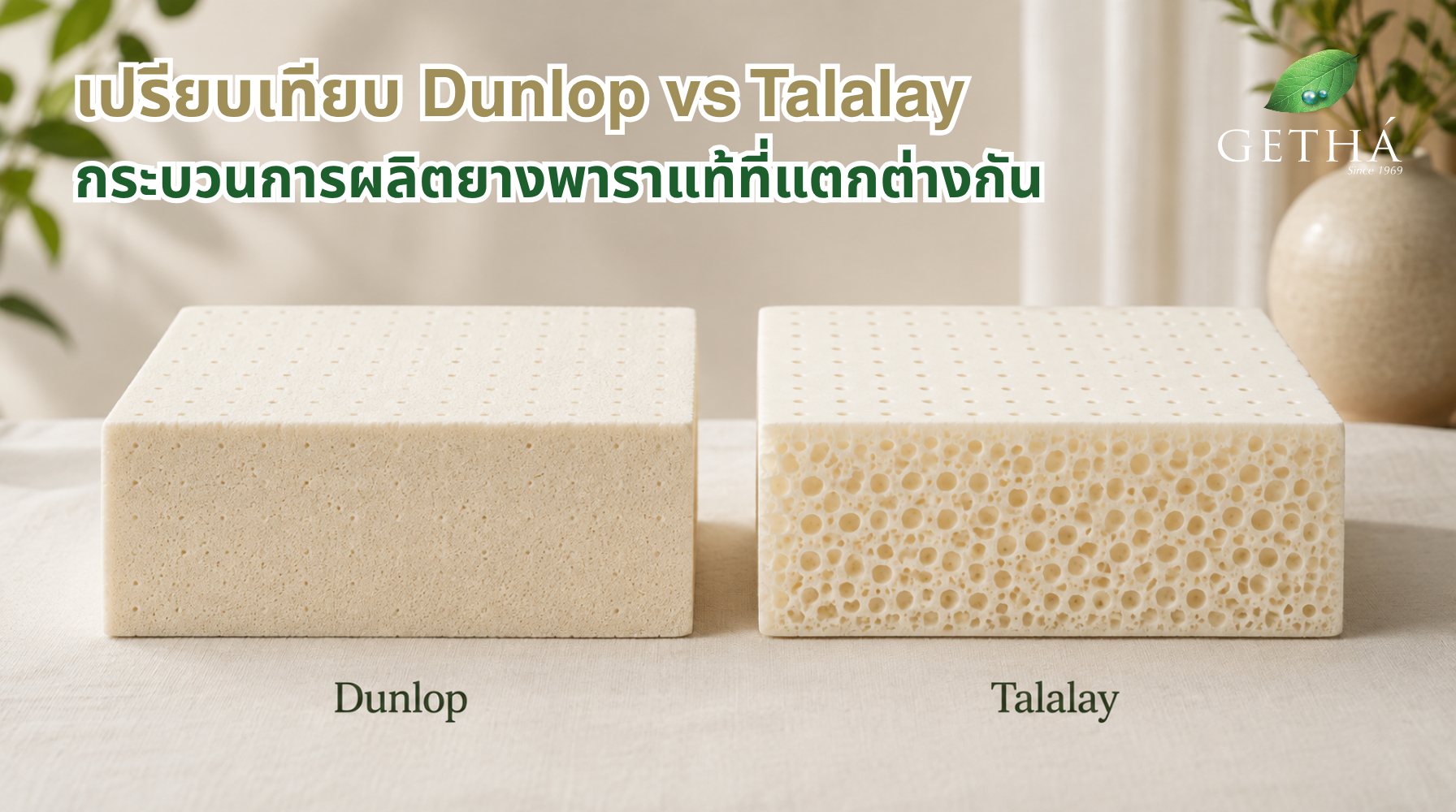 เปรียบเทียบ Dunlop vs Talalay กระบวนการผลิตยางพาราแท้ที่แตกต่างกัน